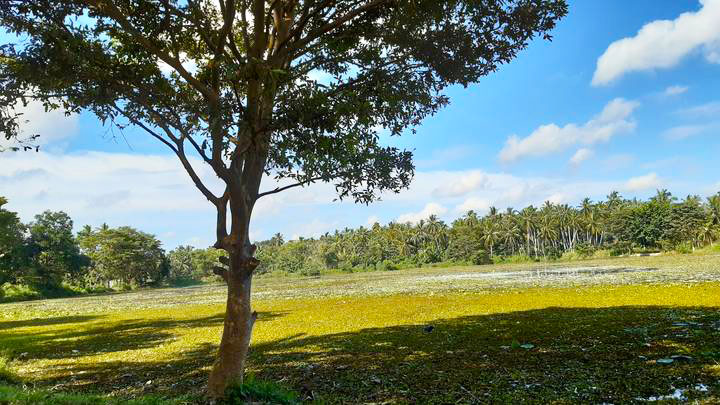 Trees of Sri Lanka - Conservation