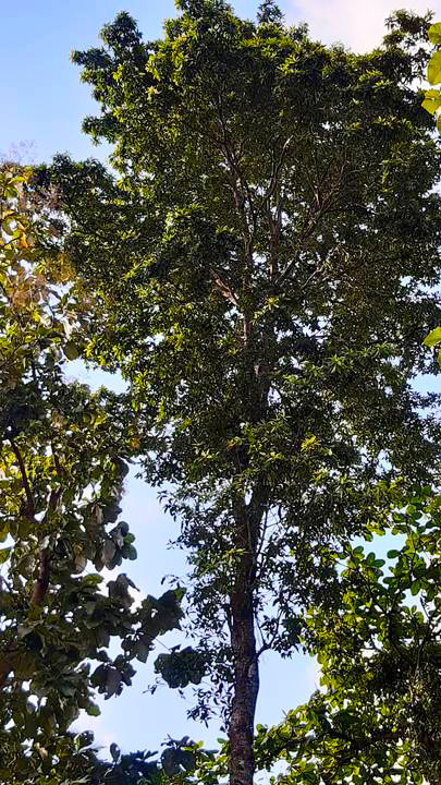 Trees of Sri Lanka - Conservation